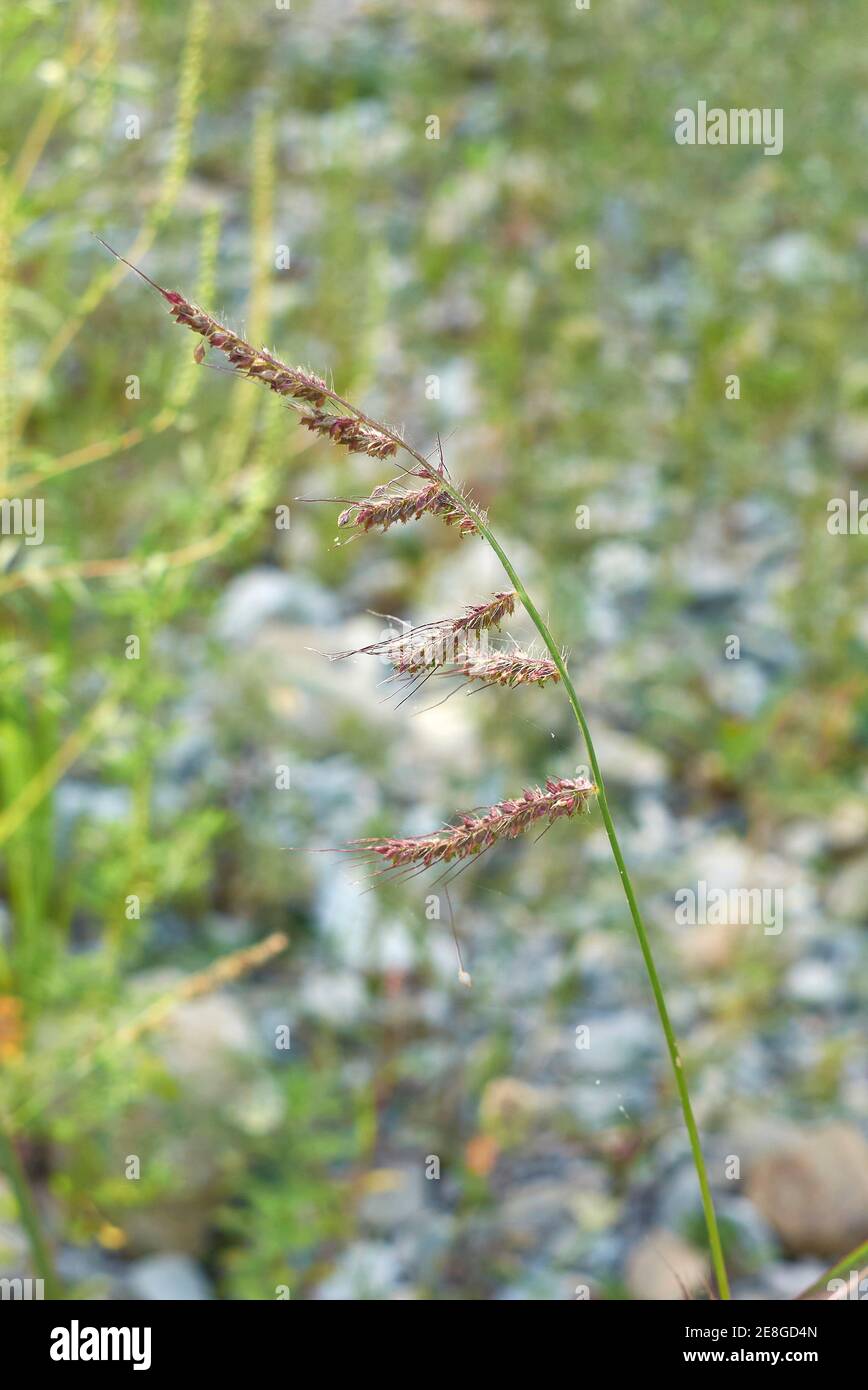 Echinochloa crus-galli seed heads close up Stock Photo