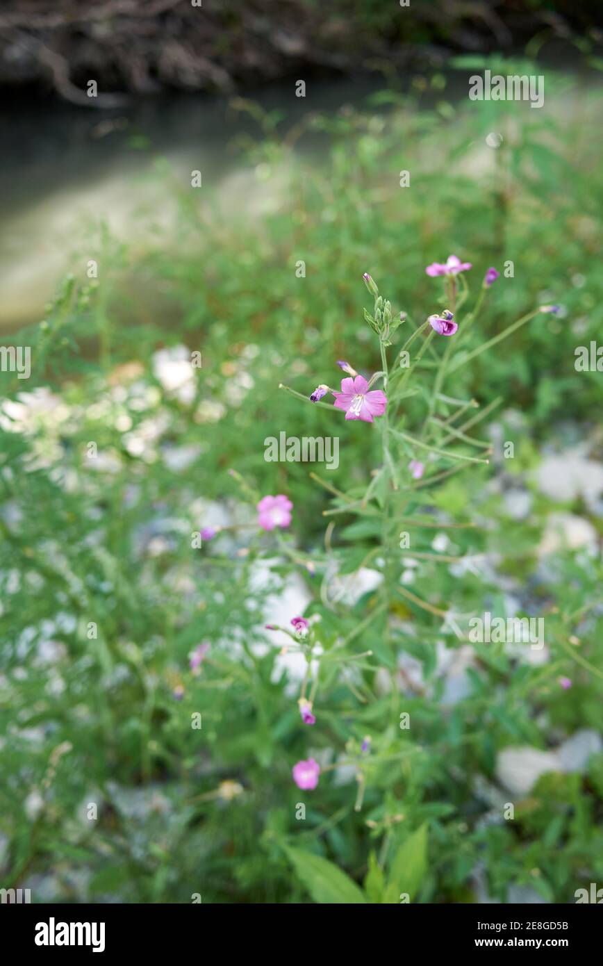 Epilobium hirsutum pink inflorescence Stock Photo