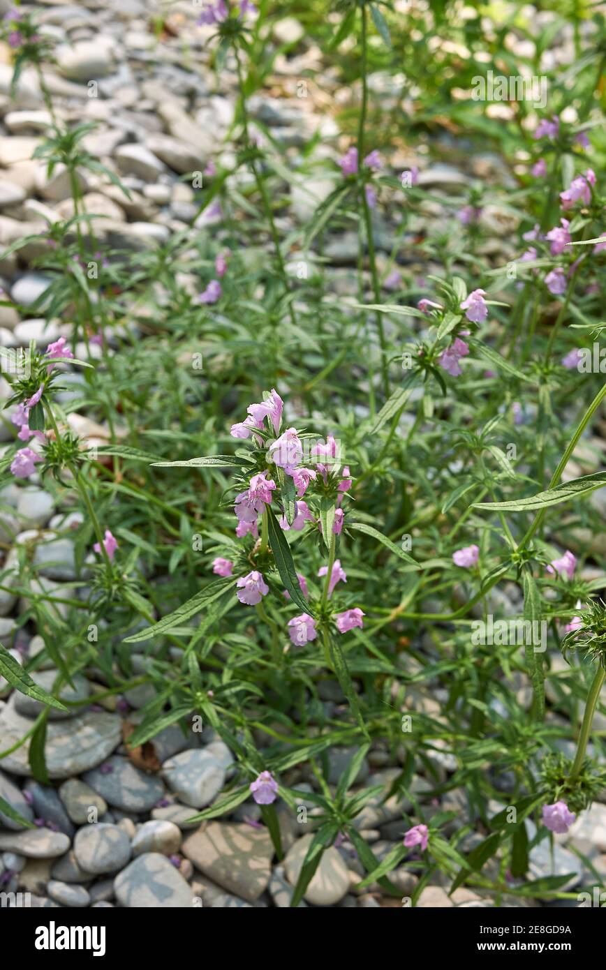 Galeopsis angustifolia pink inflorescence Stock Photo - Alamy