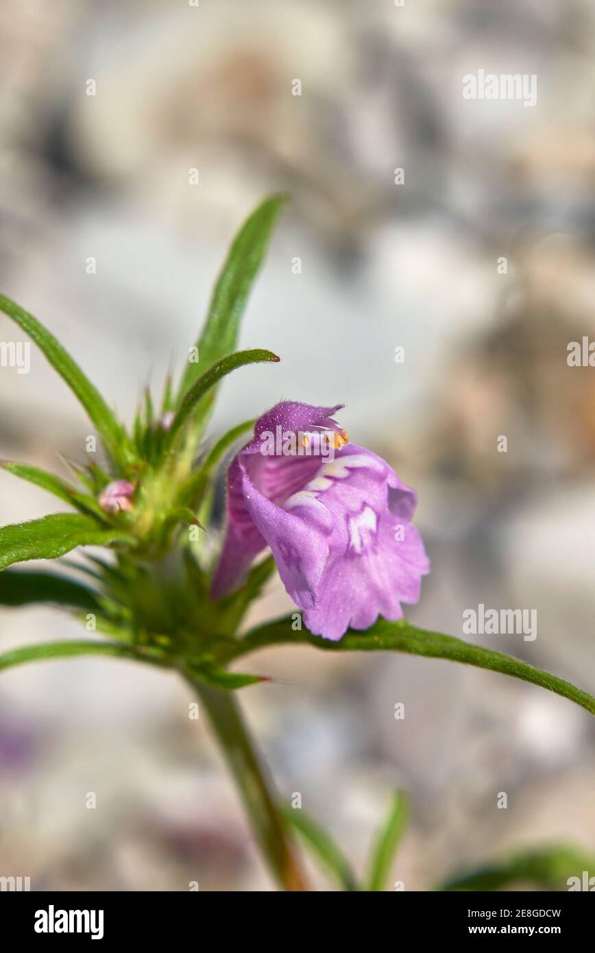 Galeopsis angustifolia pink inflorescence Stock Photo - Alamy