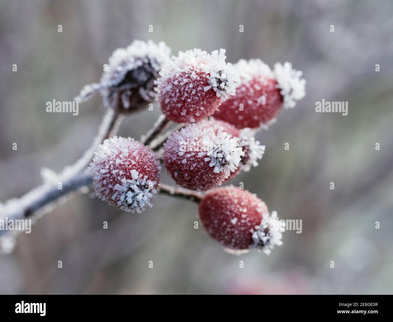 Frozen rose hips in ice hi-res stock photography and images - Alamy
