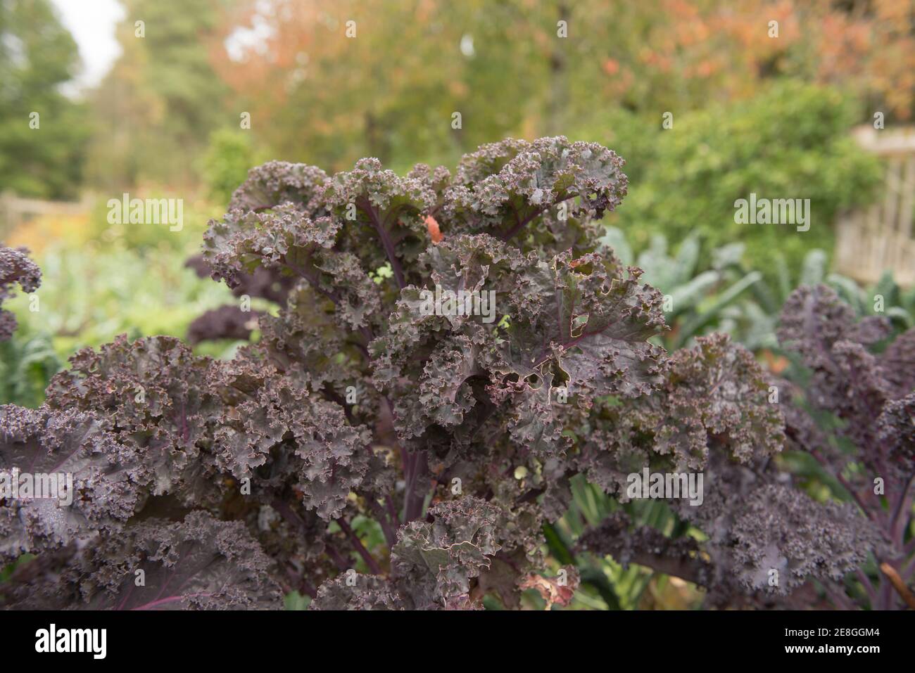 Home Grown Organic Purple Leaved Kale 'Scarlet' (Brassica oleracea 'Acephala Group') Growing on an Allotment in a Vegetable Garden in Rural Devon Stock Photo