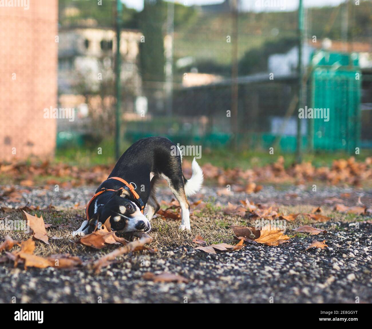 A SMALL DOG BLACK AND WHITE PLAYING IN THE PARK IN AUTUMN Stock Photo