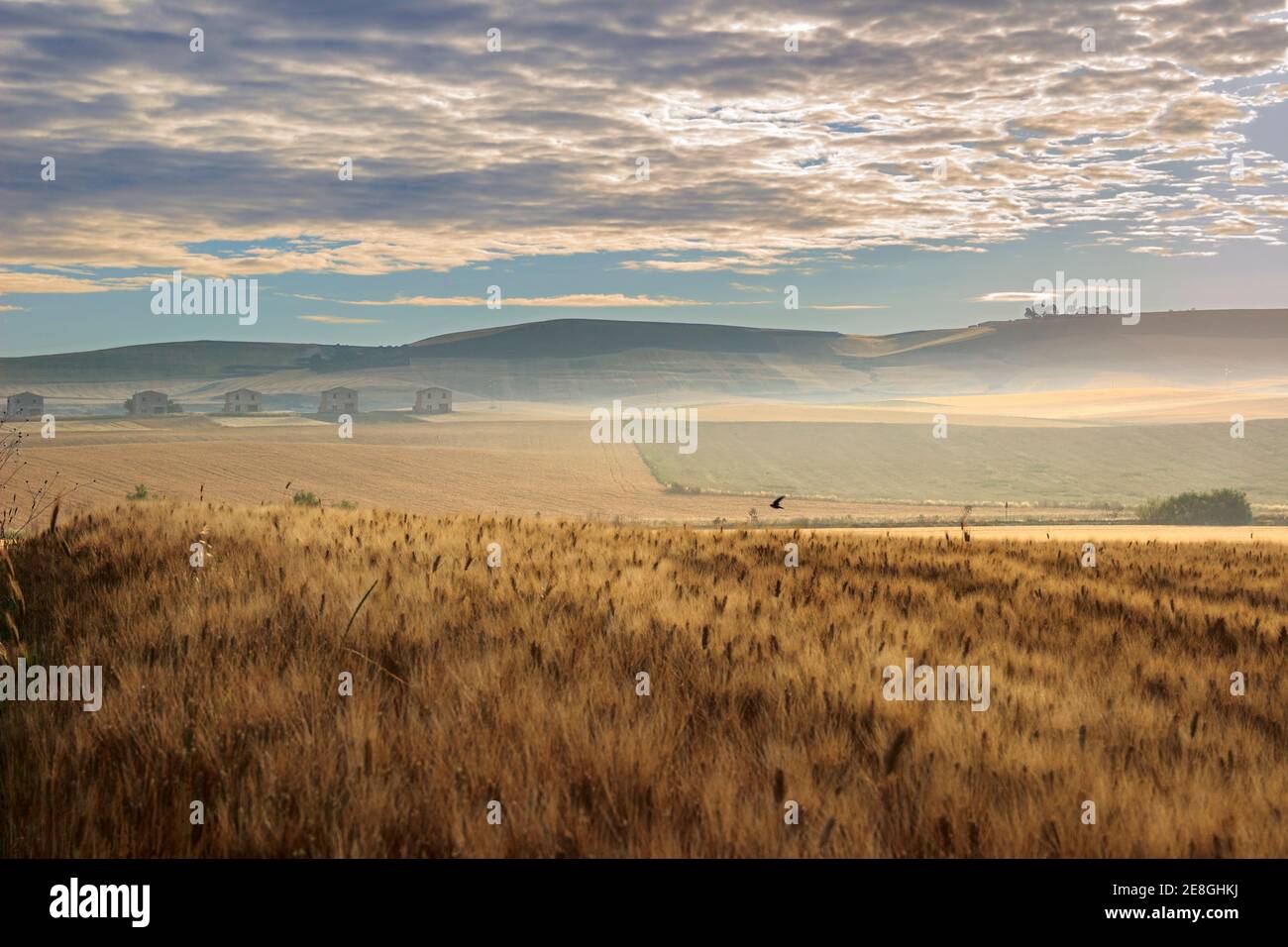 Between Apulia and Basilicata. Hilly landscape with cereal immature, ITALY. Rural countryside with farmhouses surrounded by wheat fields. Stock Photo