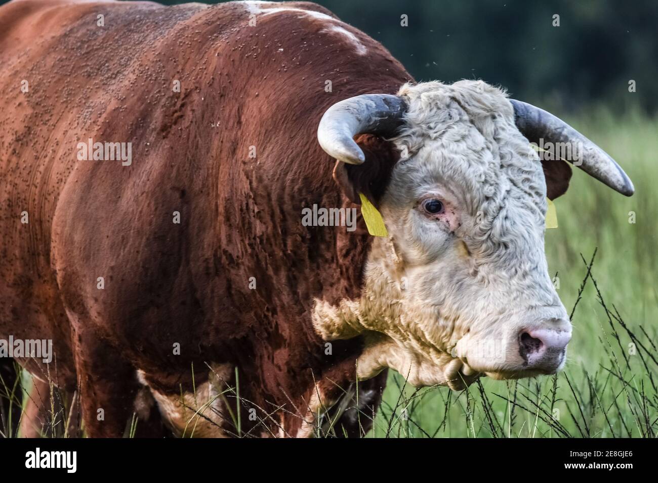 Red and white Hereford bull covered in horn flies Stock Photo