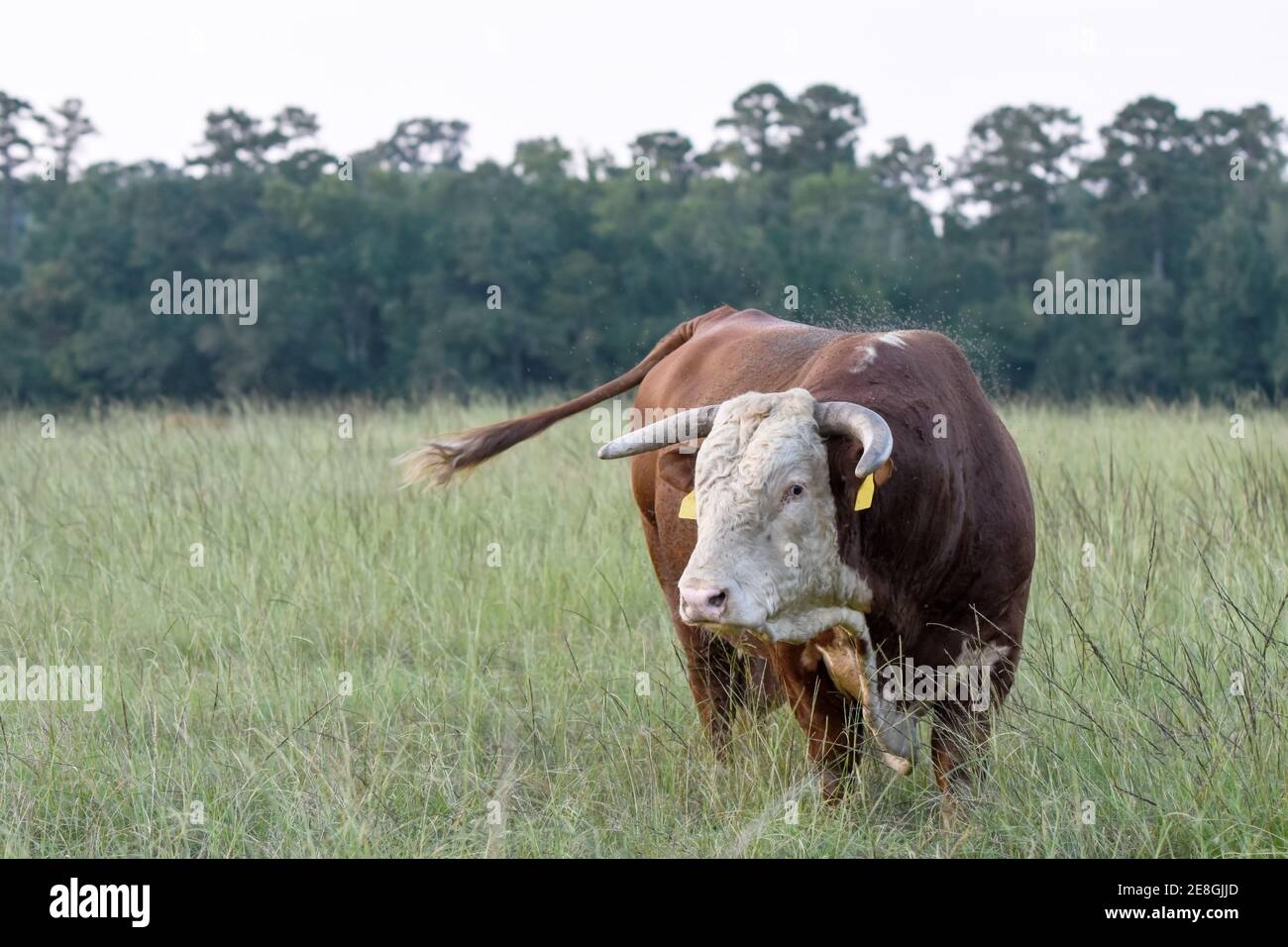 Red and white Hereford bull trying to swat biting horn flies from his back Stock Photo