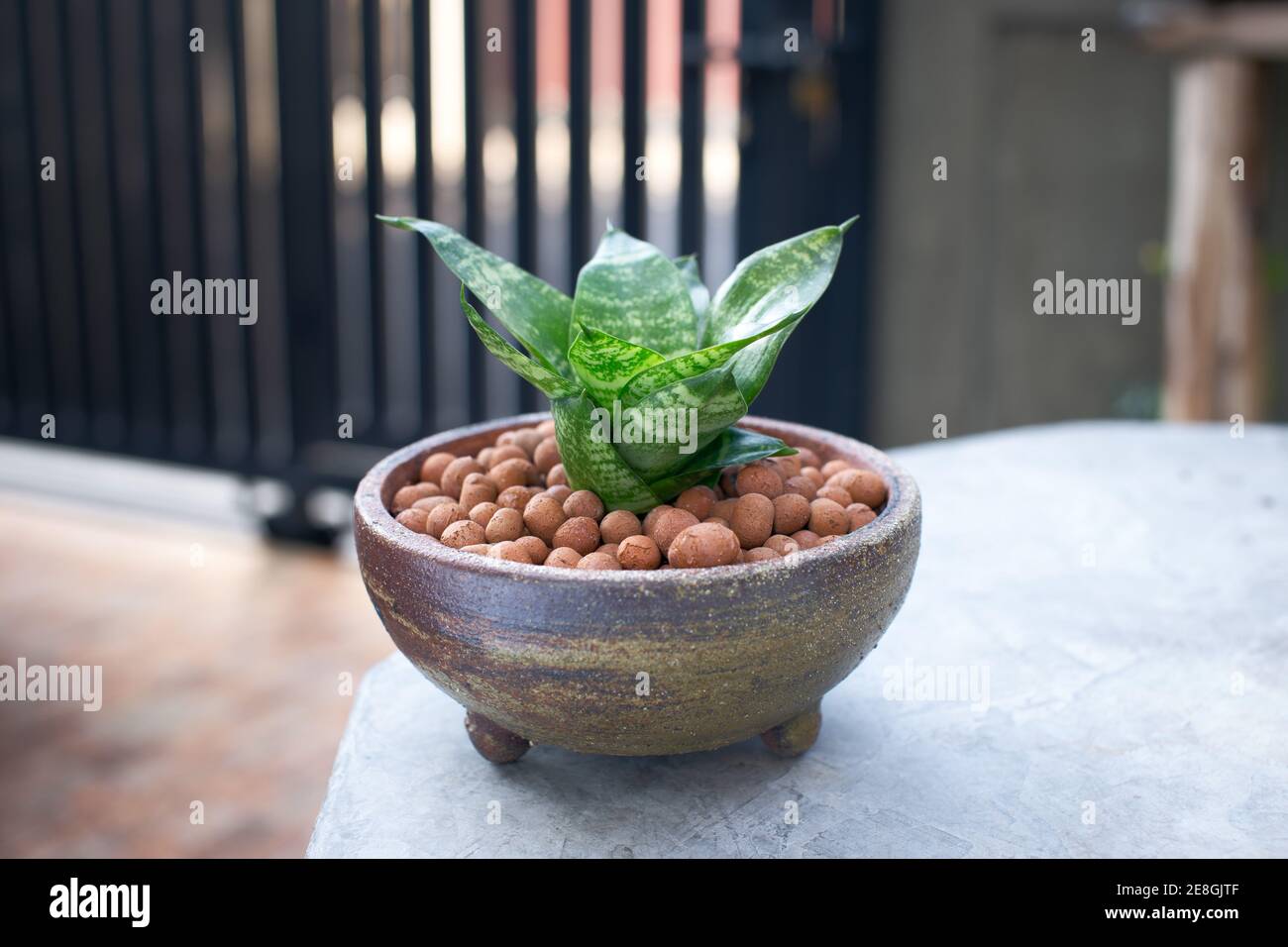 Sansevieria trifasciata prain in ceramic pot. Stock Photo