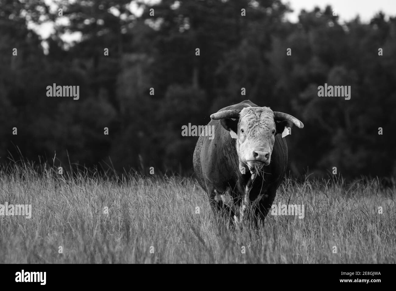 Horned Hereford bull standing in a field of tall grass Stock Photo