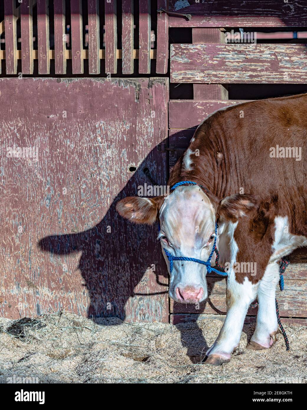 Hereford cow up close hi-res stock photography and images - Alamy