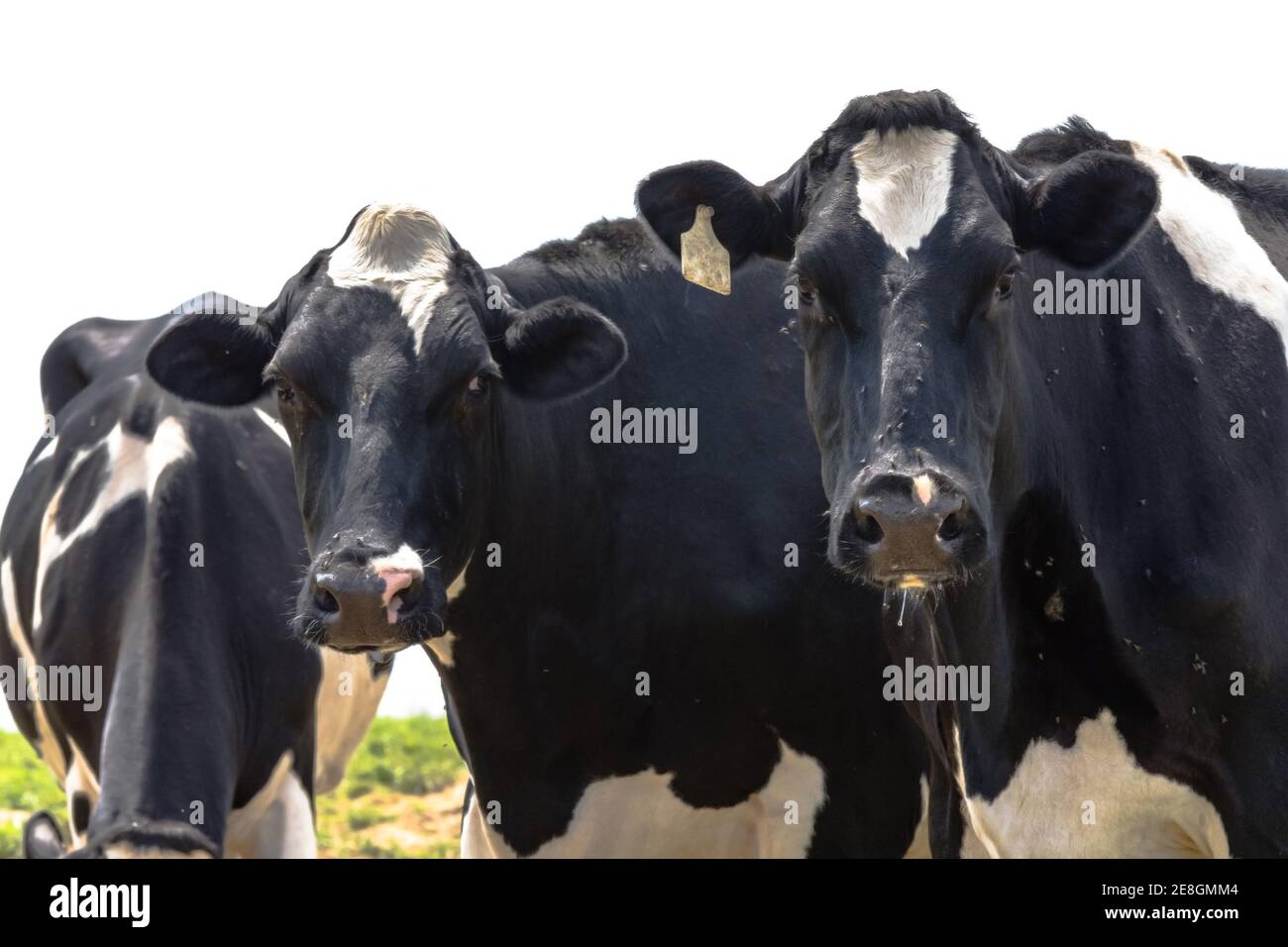 Two black and white Holstein cows look at the camera with a third with ...