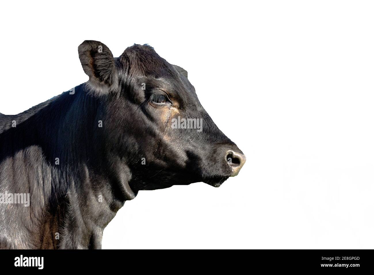 Black Angus heifer head in profile isolated Stock Photo - Alamy