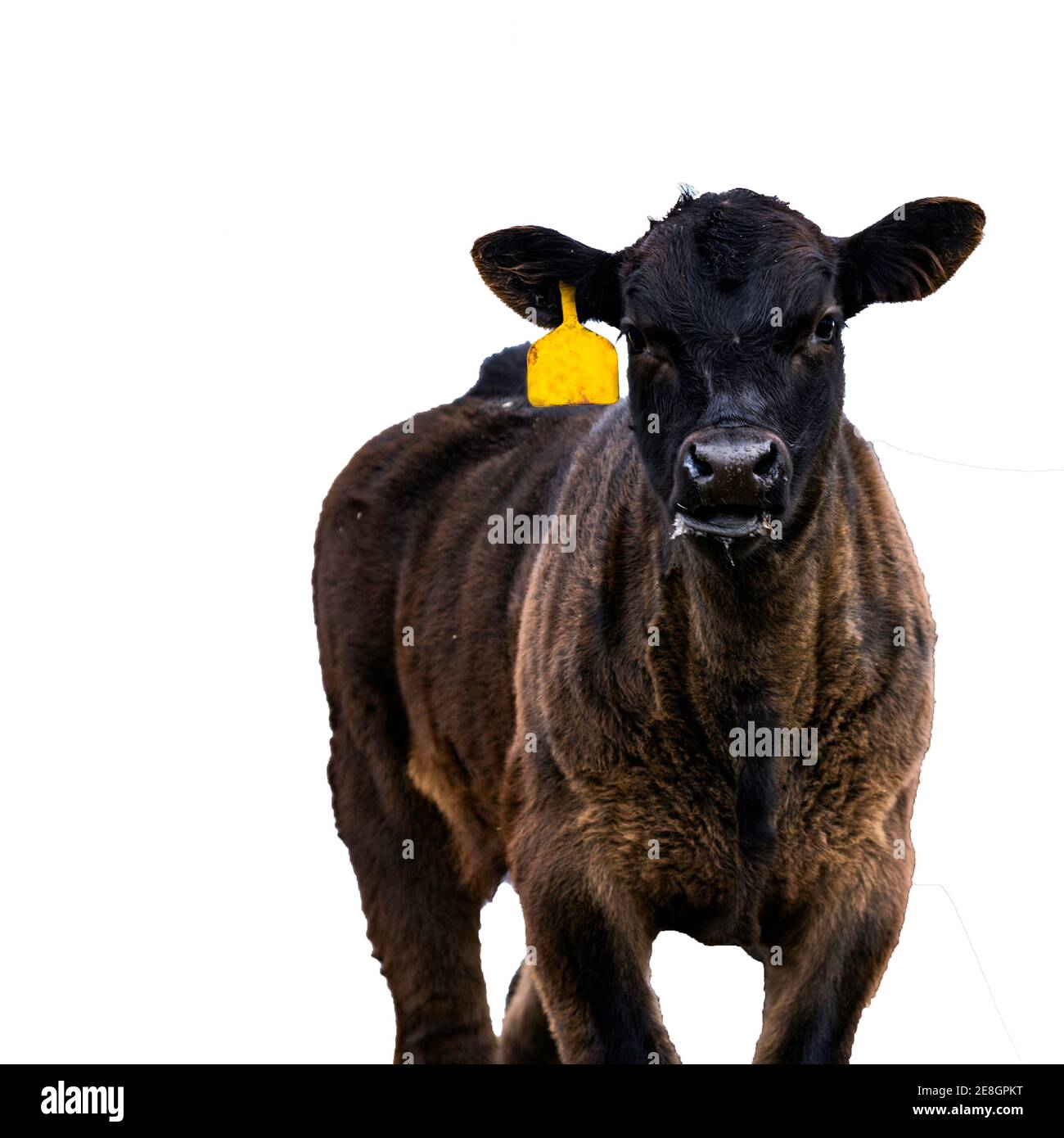 Black angus cow eye close up hi-res stock photography and images - Alamy