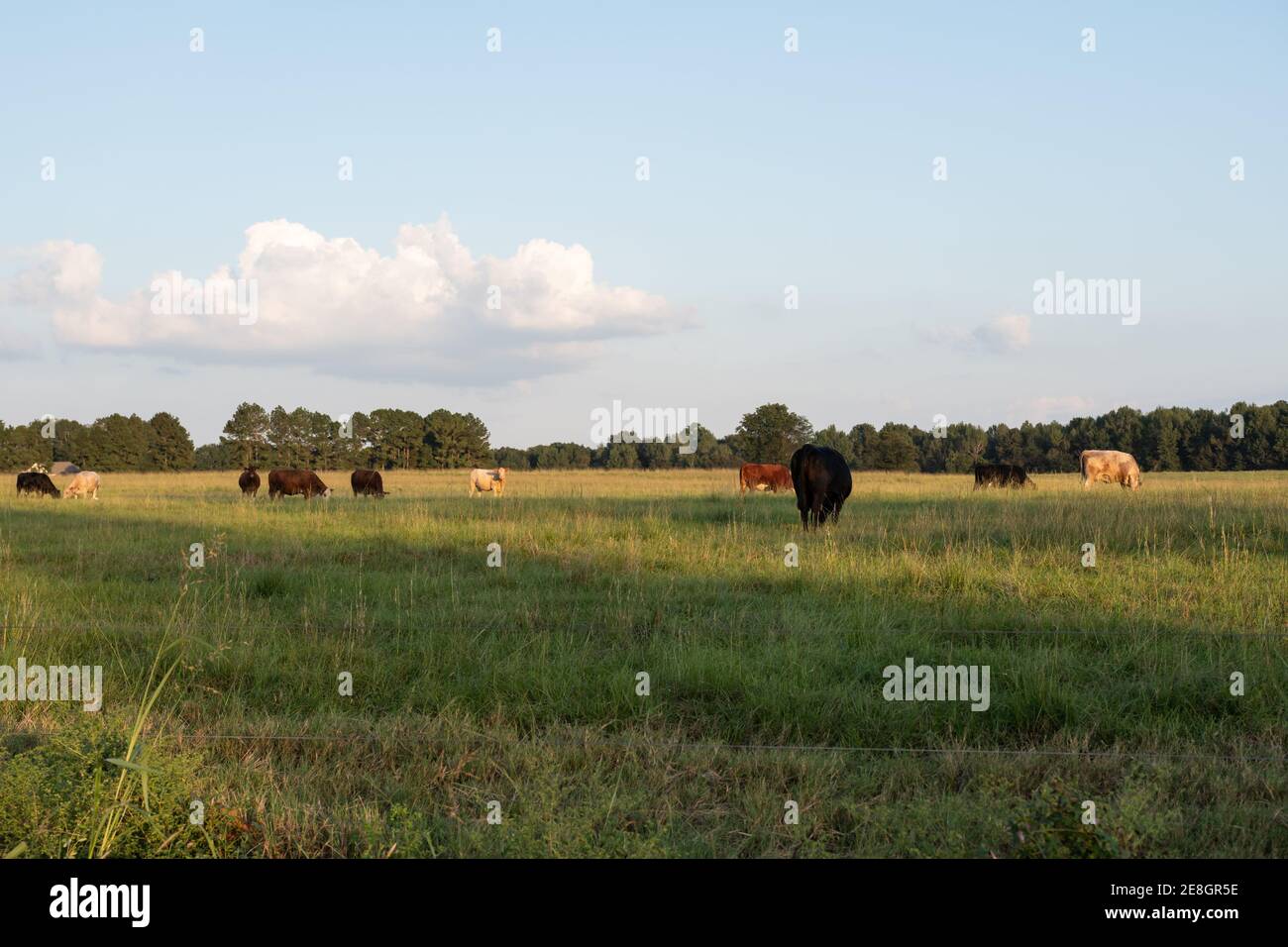 Landscape agricultural background image of beef cattle grazing in late ...