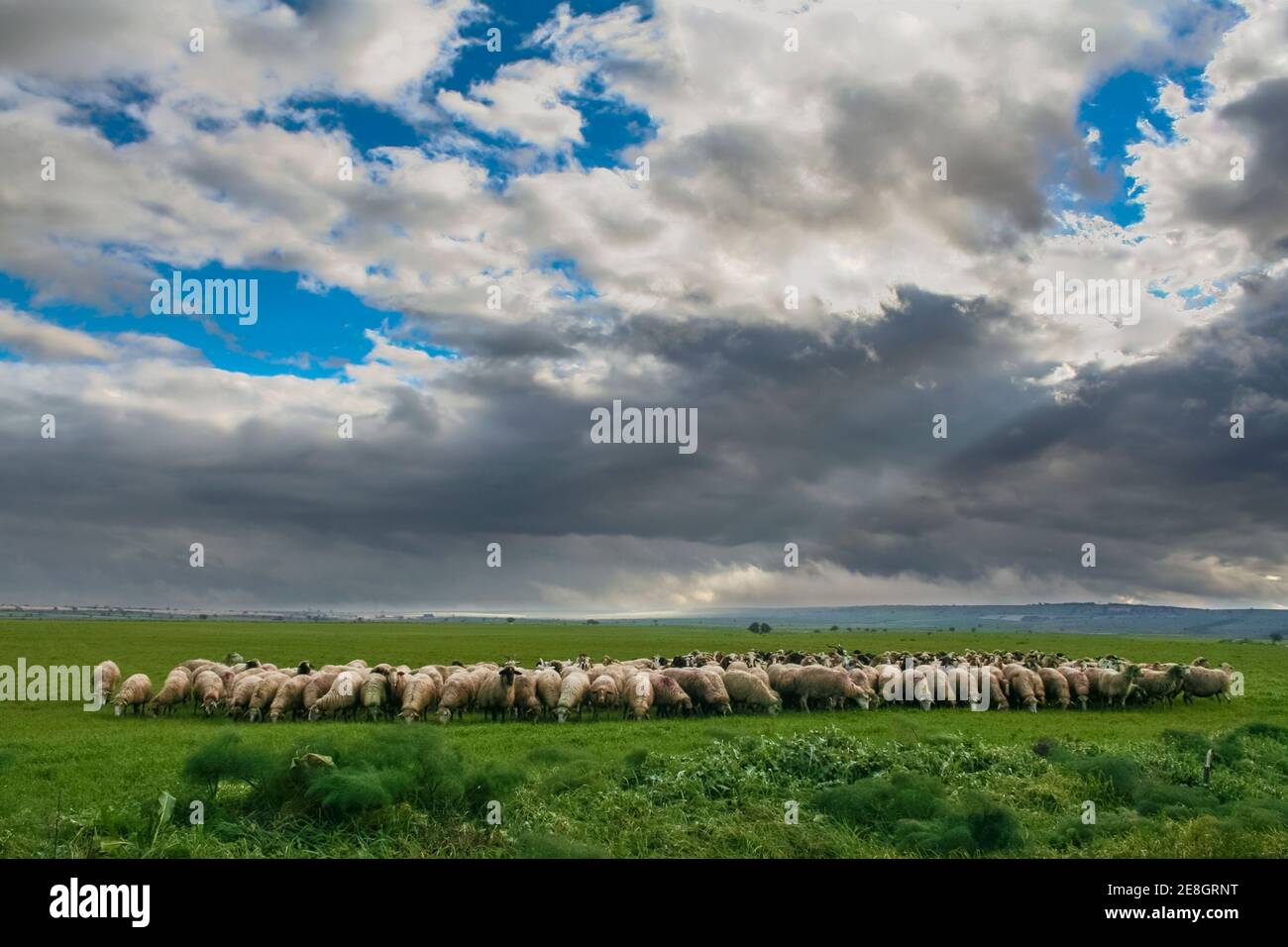 Hilly rural landscape:Alta Murgia National Park.Flock of sheep and goats grazing in a gloomy winter day. Italy, Apulia. Stock Photo