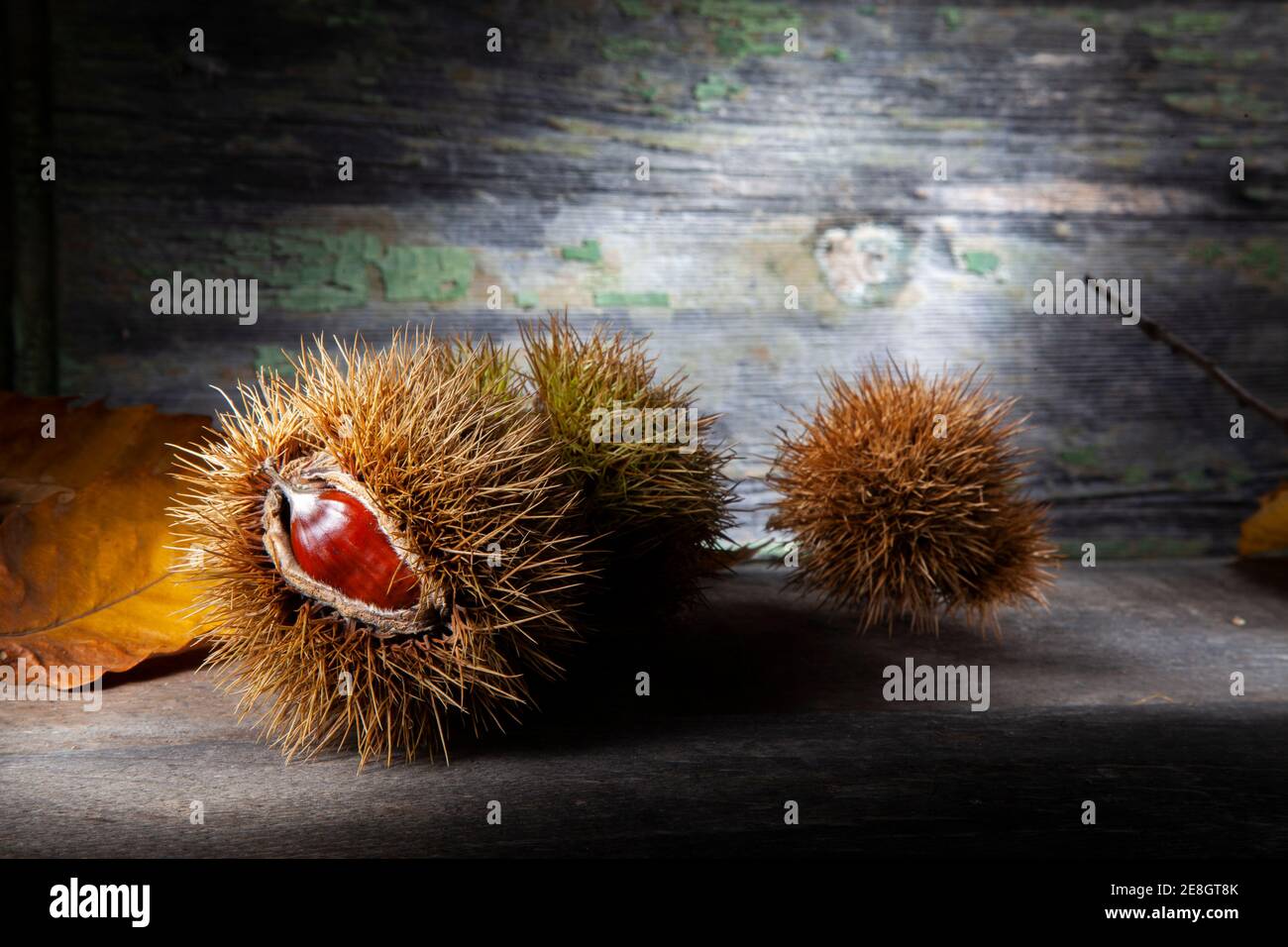 Autumn Still Life of Chestnut With Dried  Shells. Macro Photo  On Wooden Table With Decayed Background. Taken With Spotlight in Studio Stock Photo