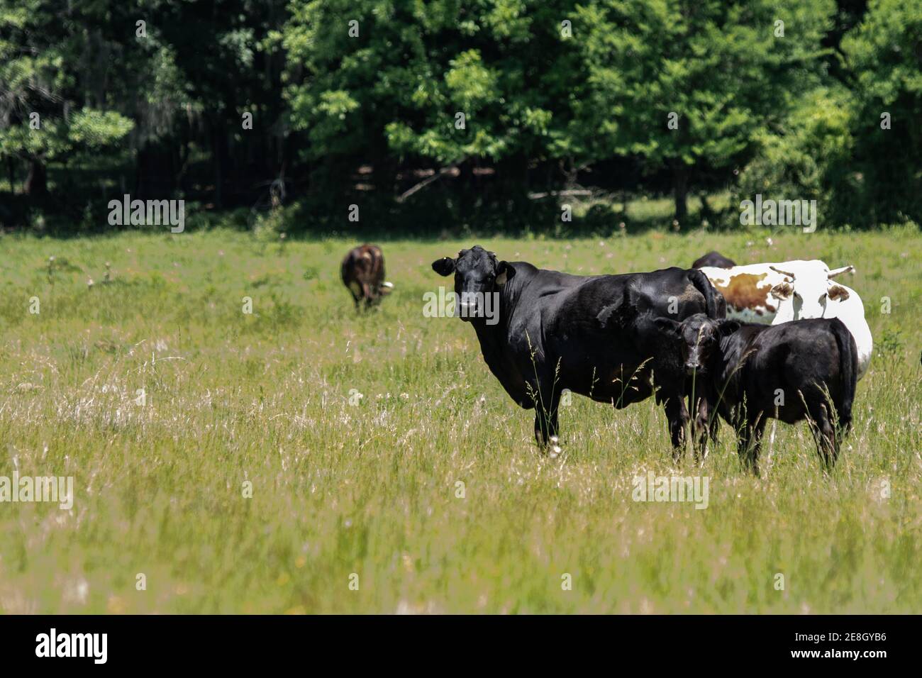 Commercial mixed-breed cattle in a southern pasture during the summer. Stock Photo