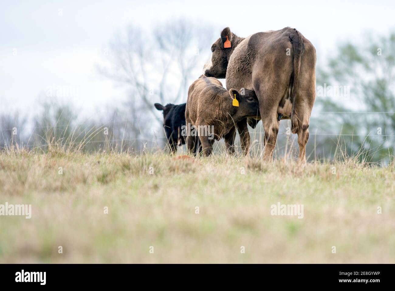 Brown cow with nursing calf to the left with blank foreground Stock Photo