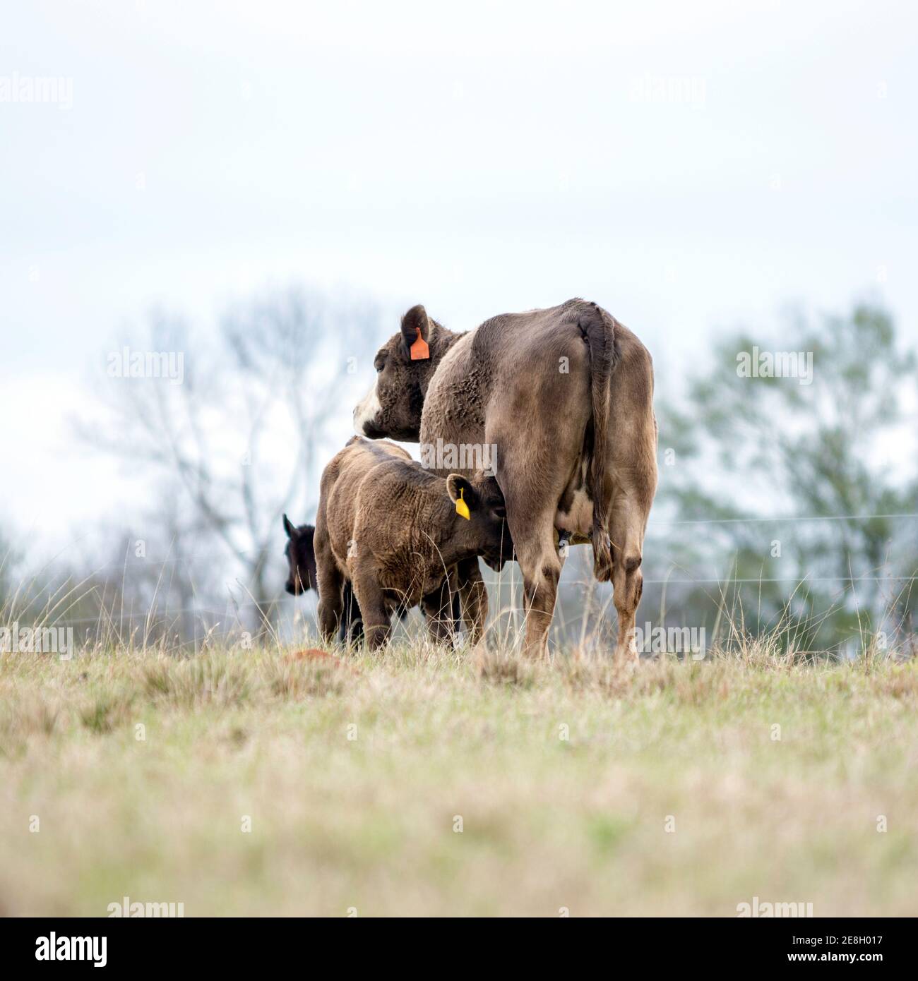 Nursing calf and commercial beef cow with dormant grass with blank foreground Stock Photo