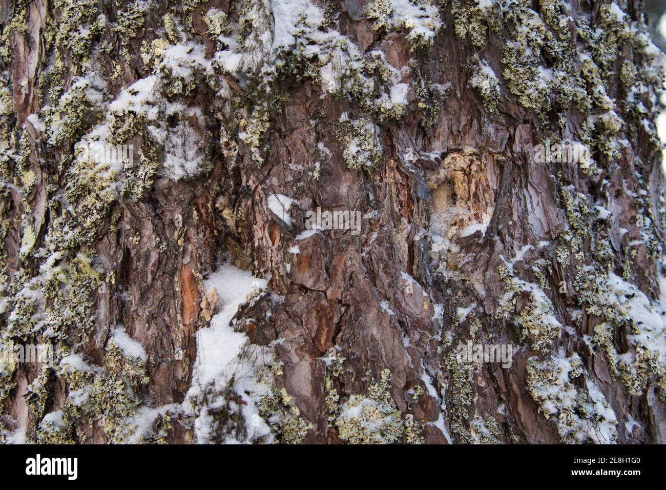 Frosted tree bark with snow Stock Photo - Alamy