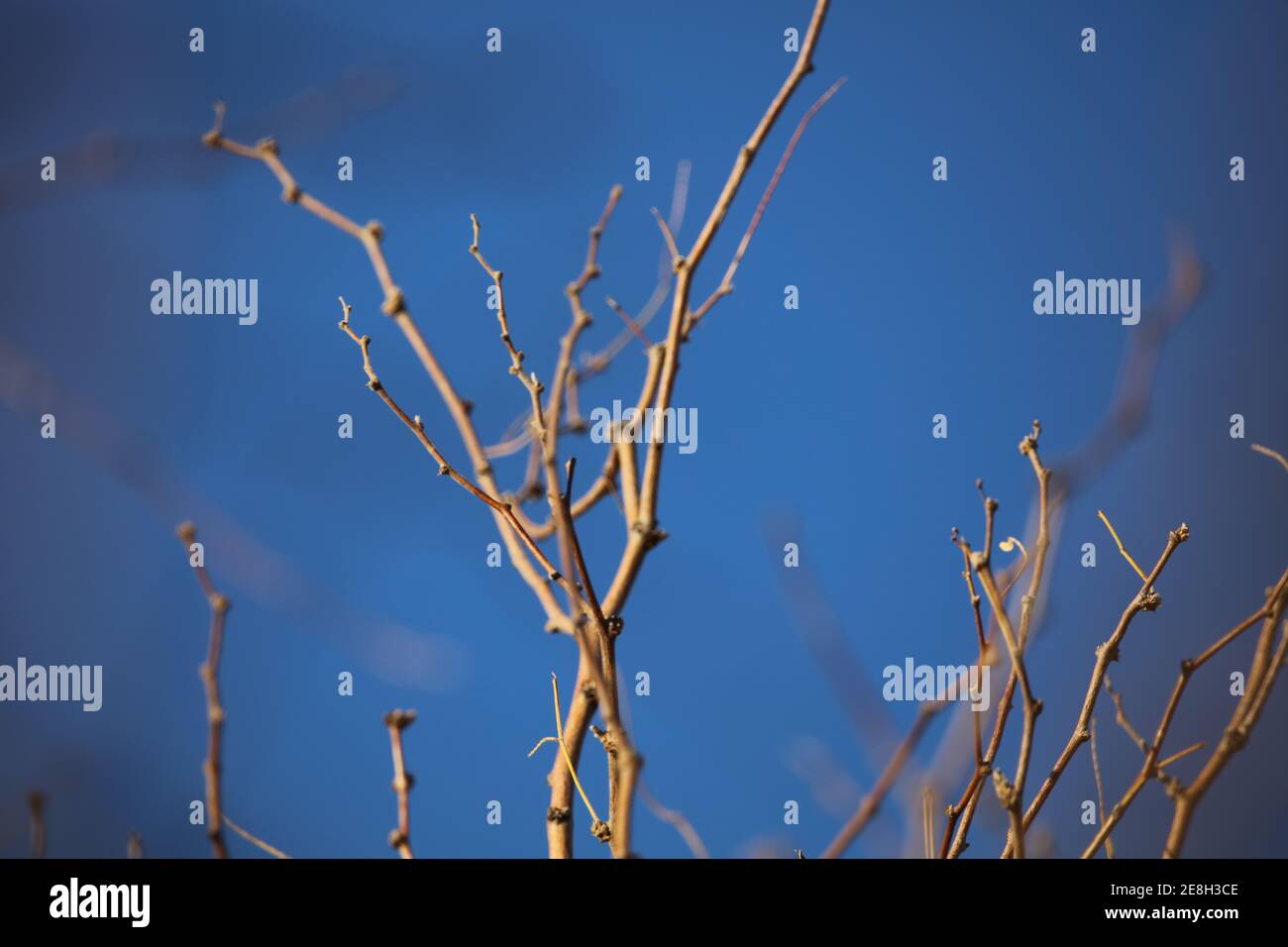 Treetop Twigs Stock Photo