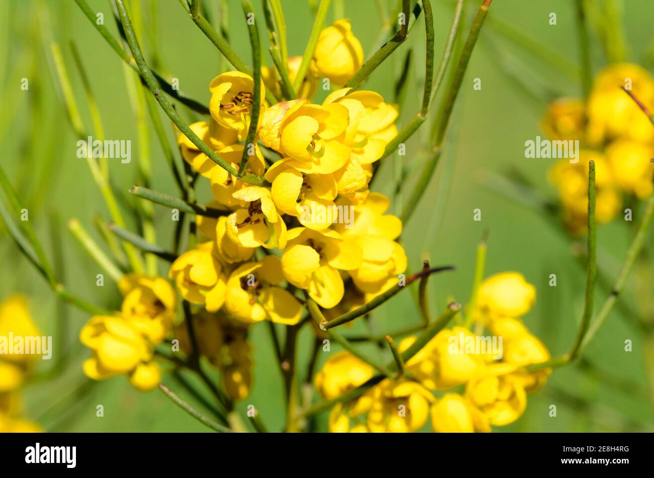Senna artemisioides sub filifolia, a native species of Australia and used in gardening as an ornamental Stock Photo
