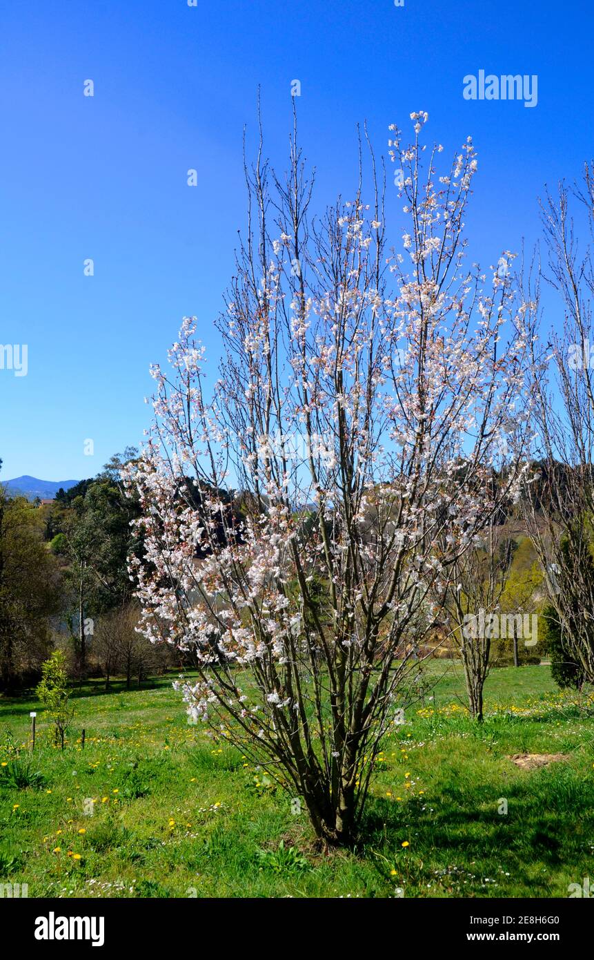 Prunus serrulata "Amanogawa" in flower. It is a species native to Asia Stock Photo