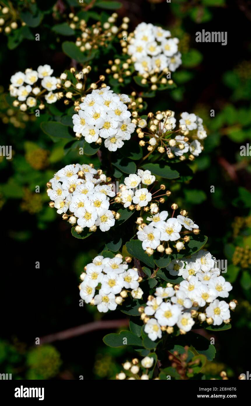 Spiraea x vanhouttei flowers Stock Photo