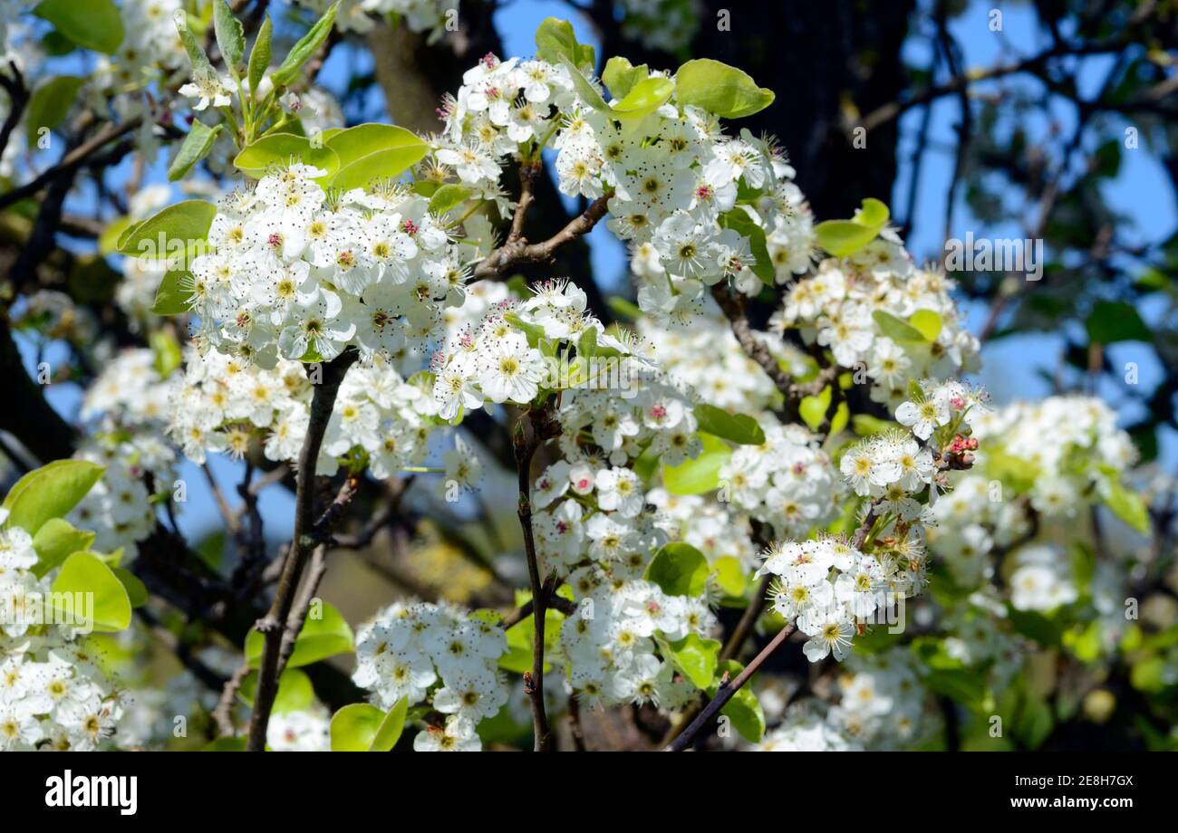 Hawthorn flowers (Crataegus monogyna Stock Photo Alamy