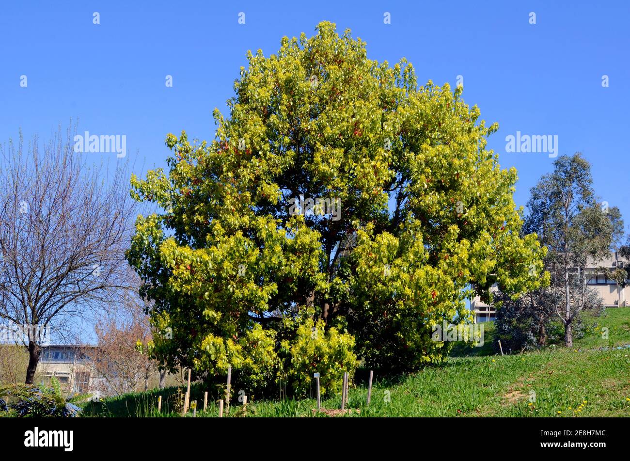 Cinnamomum camphora. Camphor tree. Native species of China Stock Photo