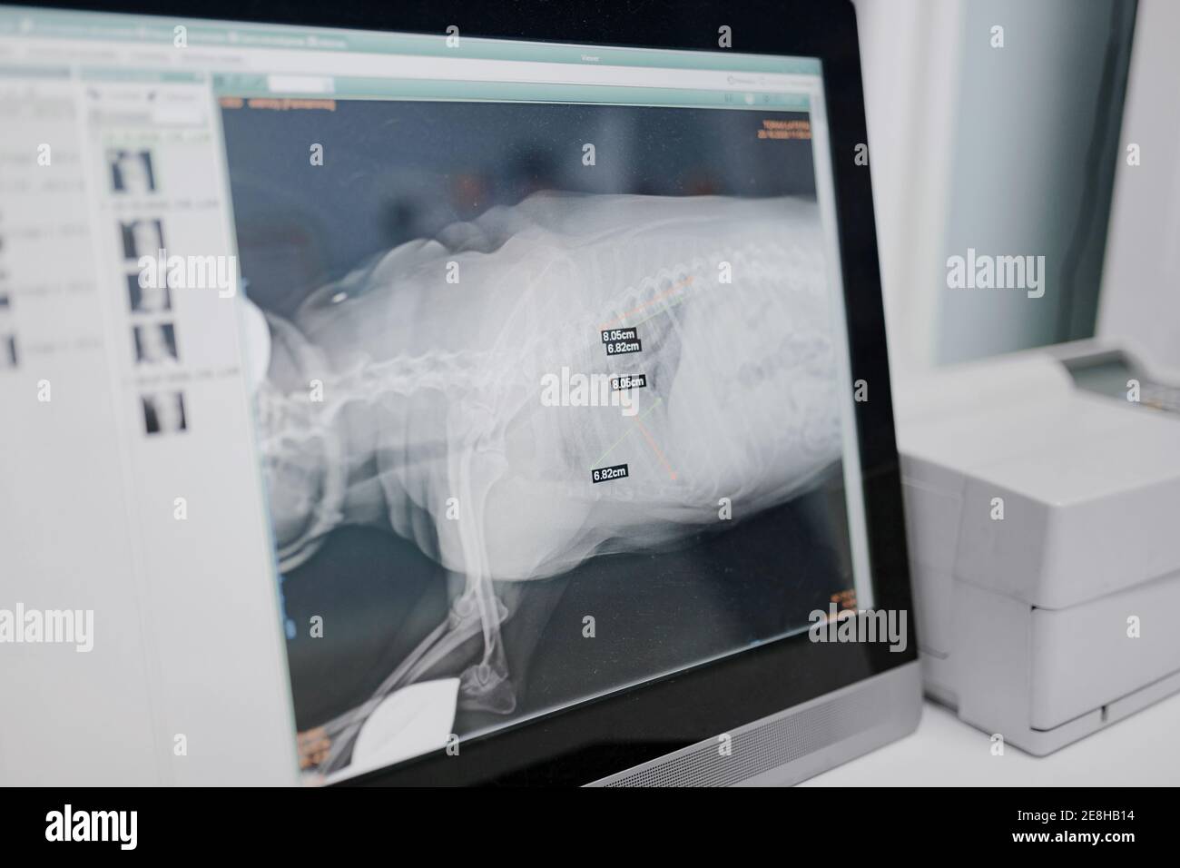 X ray illustration of mammal animal skeleton on desktop computer screen