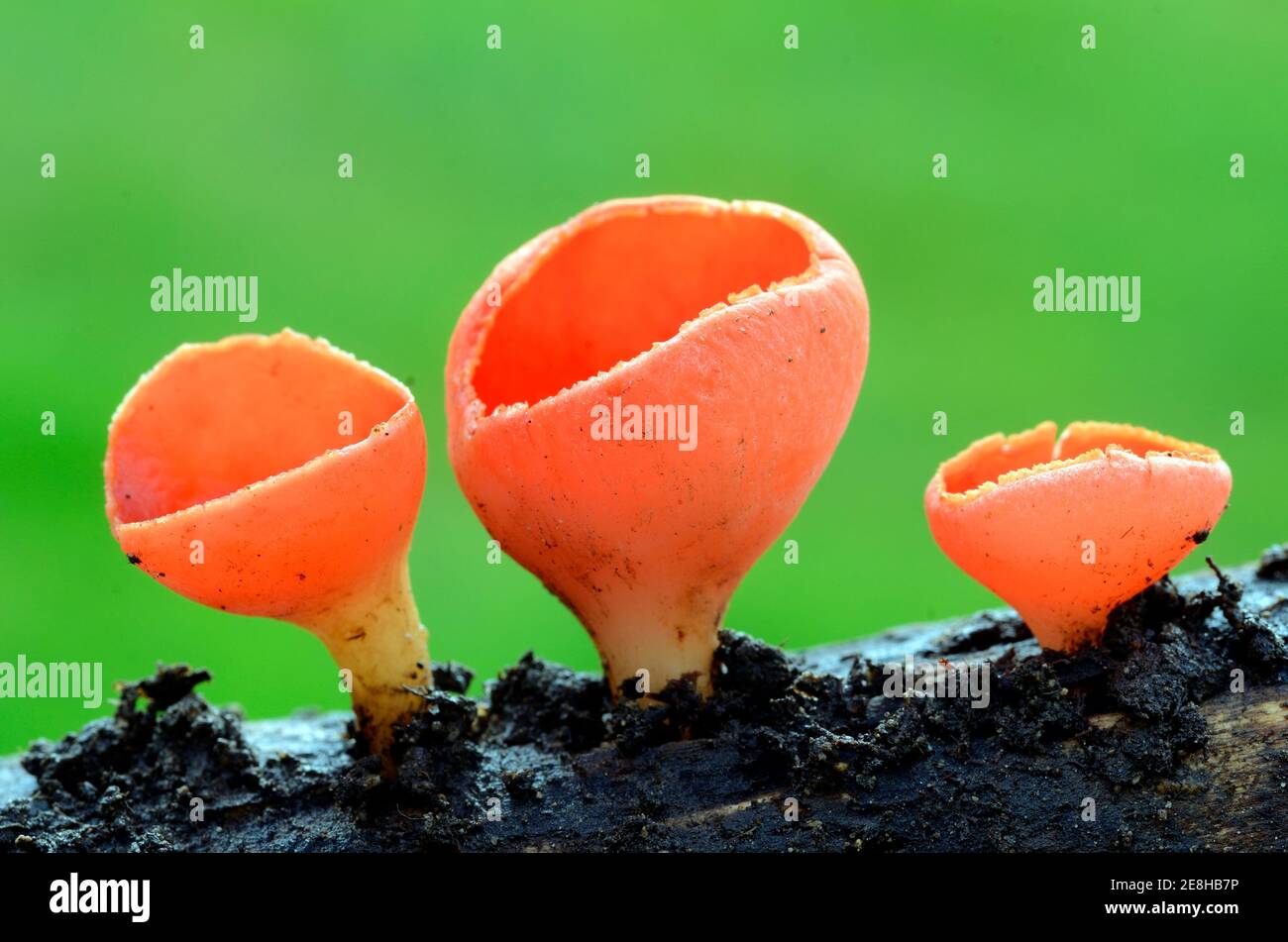 Sarcoscypha coccinea, a beautiful fungus that grows on dead wood Stock Photo