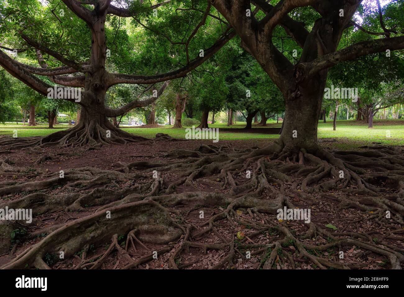 The Most Beautiful Gardens Of Sri Lanka High Resolution Stock