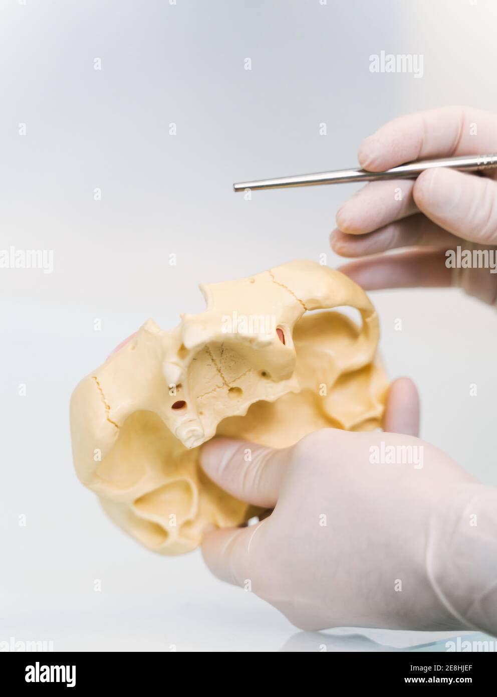Crop anonymous dentist in latex gloves demonstrating prosthetics wax up while working in modern light clinic Stock Photo