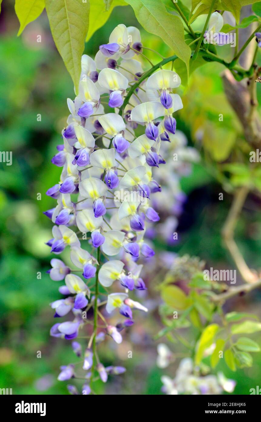 Wisteria sinensis, commonly known as the Chinese wisteria, is a native Chinese plant cultivated for its beauty. Iturraran Botanical Garden, Gipuzkoa, Stock Photo