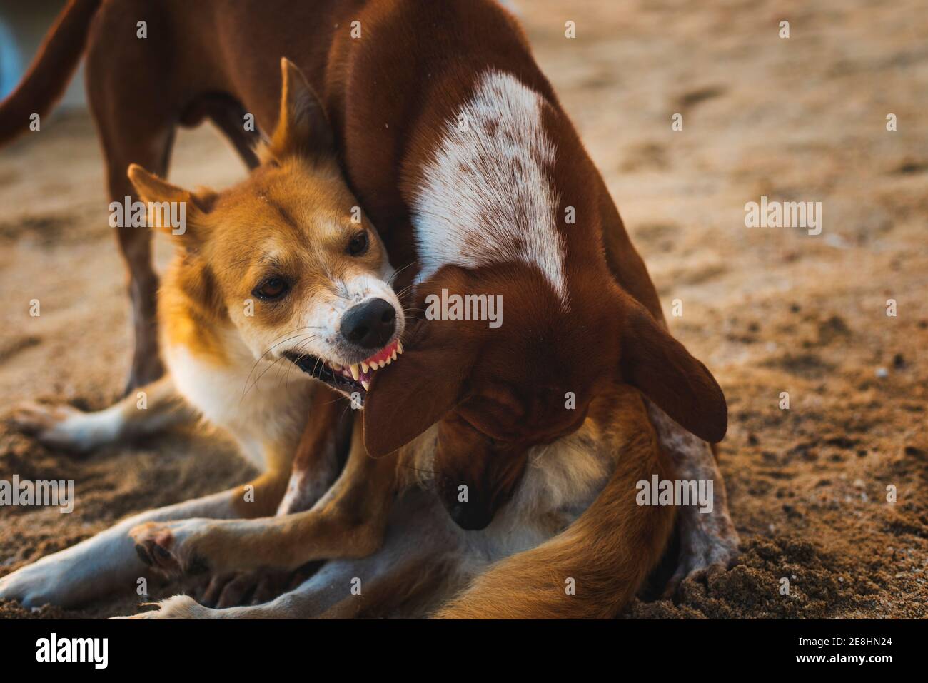 Aggressive dog with brown and white fur biting ear of another on rough