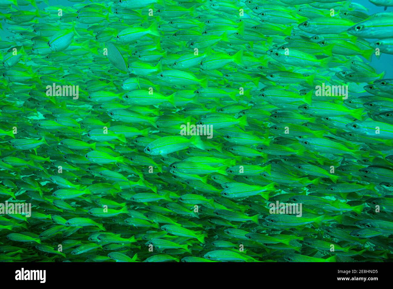 A school of bigeye snapper, Andaman Sea, Thailand. Stock Photo
