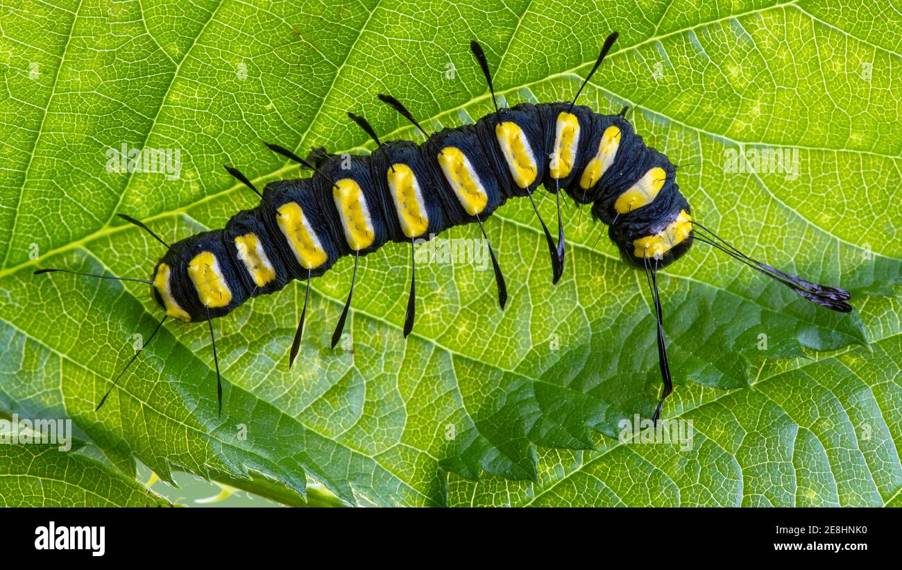 Alder moth (Acronicta alni), caterpillar, Burgenland, Austria Stock Photo