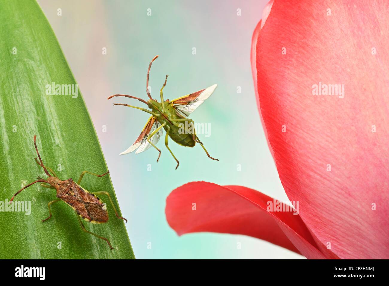 Box Shaped Insects Box bug (Gonocerus acuteangulatus) in flight on a tulip, Germany Stock ...