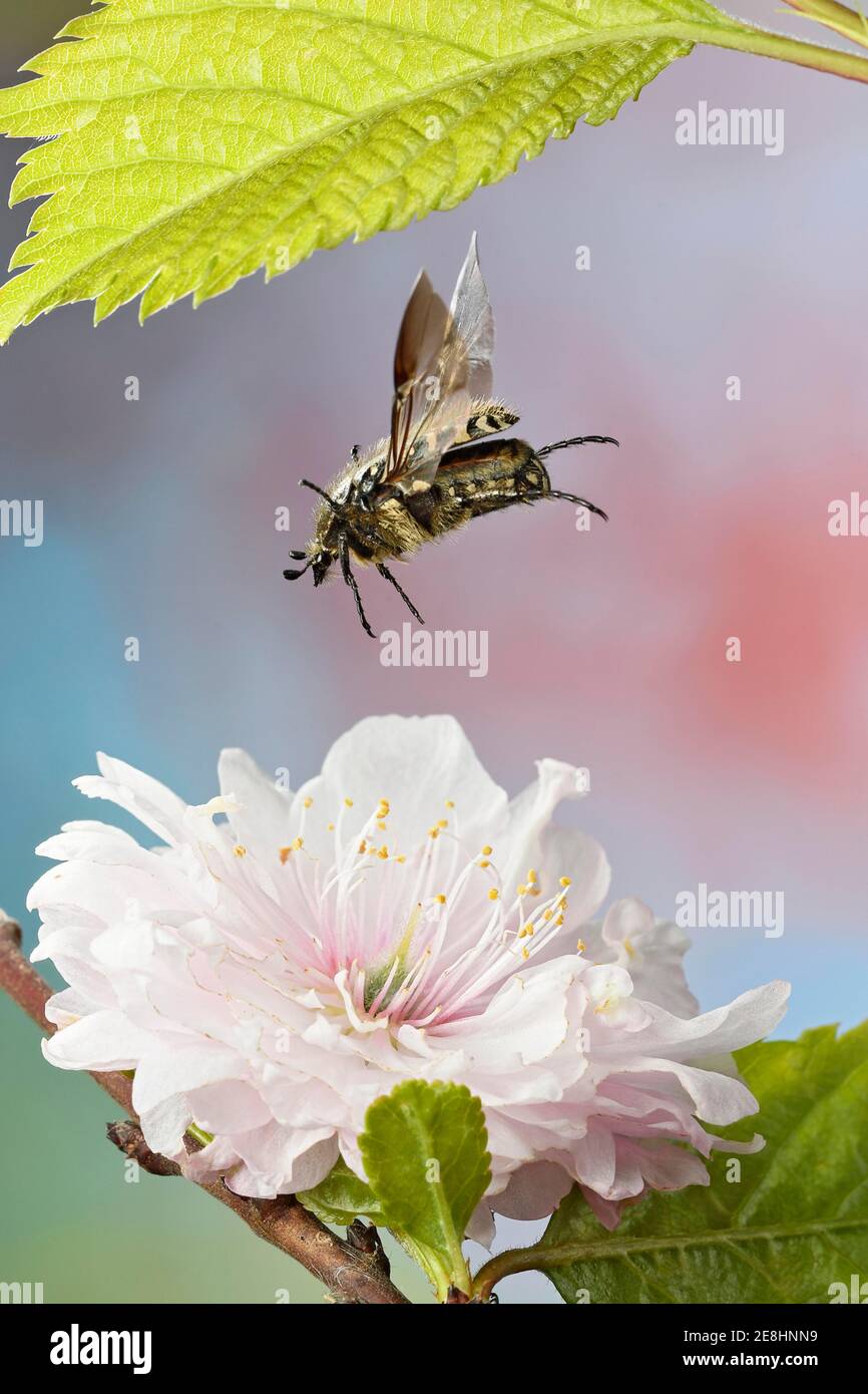 Oxythyrea funesta (Oxythyrea funesta) flies to a flower of the almond