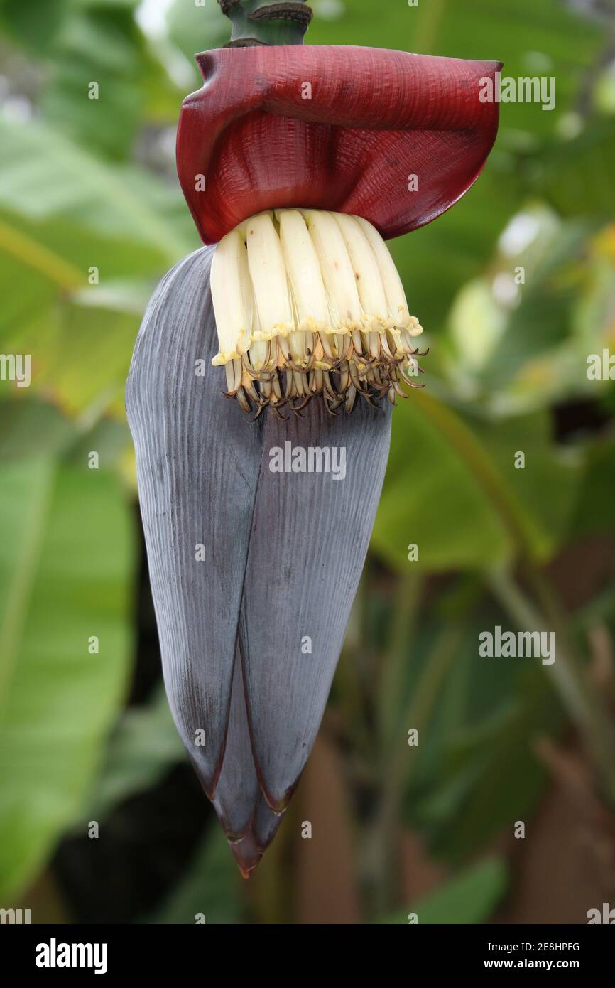 Banana Flower (also called Banana Blossom or Banana Heart) along with young Banana Fruits Stock Photo