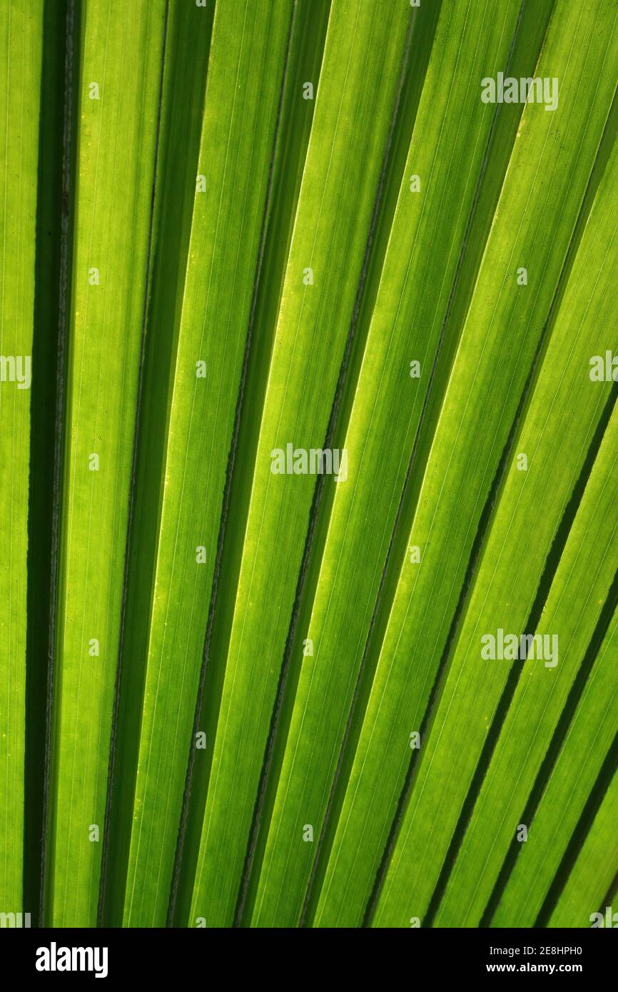 Palm Leaf In Detail Stock Photo