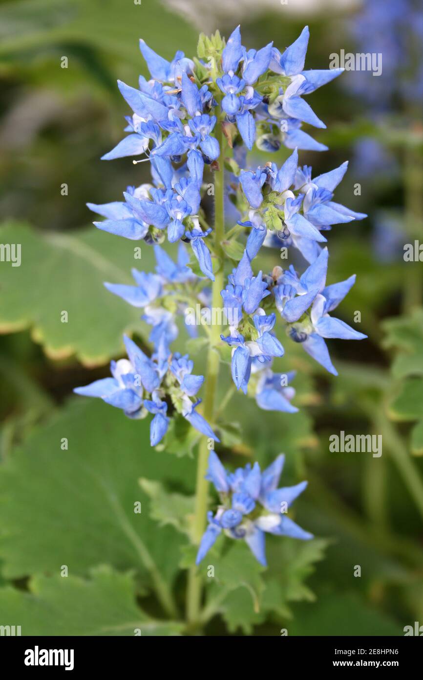 Blue Coleus - Coleus thyrsoideus syn. Plectranthus thyrsoideus, Solenostemon thyrsoideus Stock Photo