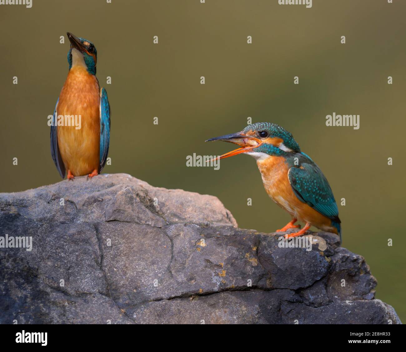 Male Giving Fish To Female High Resolution Stock Photography and Images ...