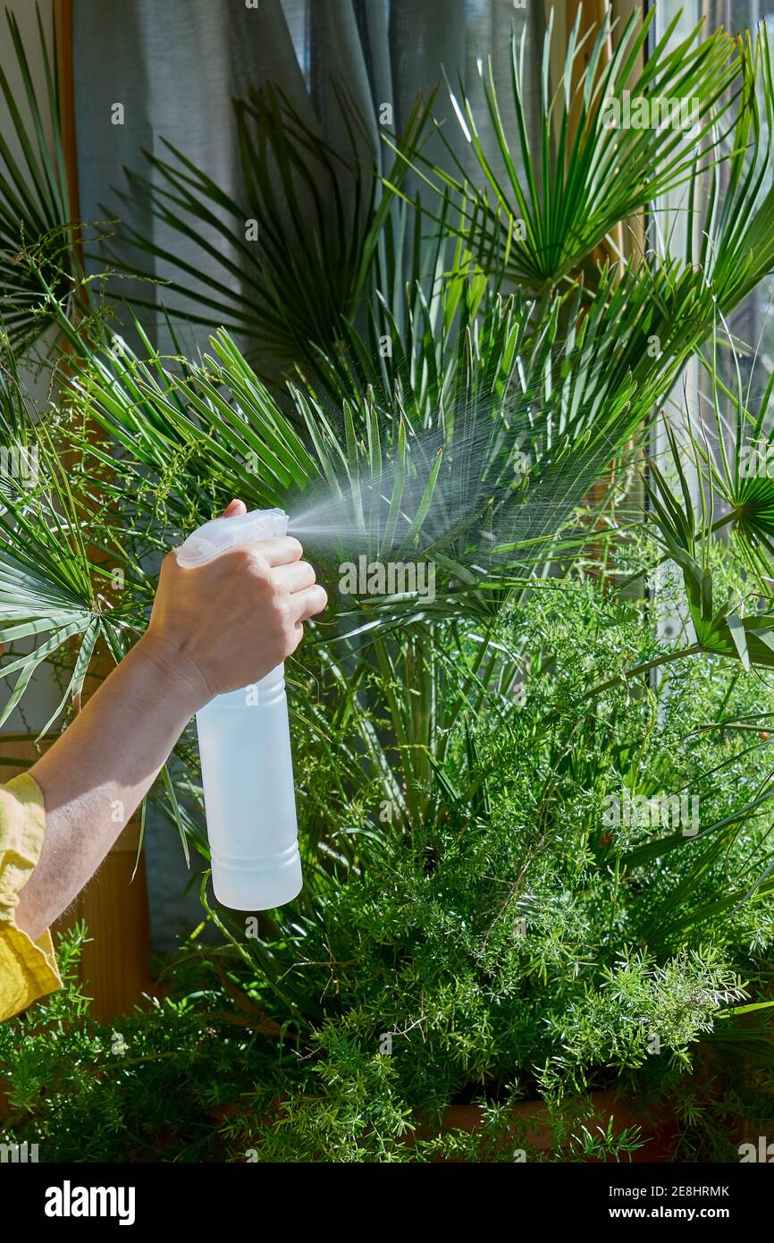 Woman Is Spraying Clean Water Or Liquid Fertilizer On Plants In Her Flower Store Or Home Garden Indoor Cozy Garden Greenery At Home Stock Photo Alamy