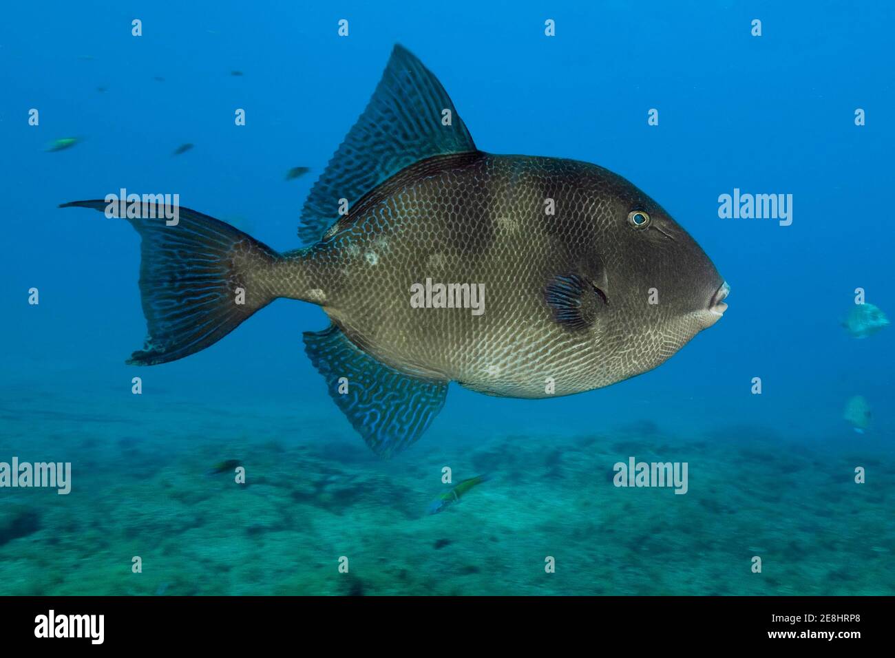 Grey triggerfish (Balistes capriscus), Eastern Atlantic, Canary Islands, Spain Stock Photo