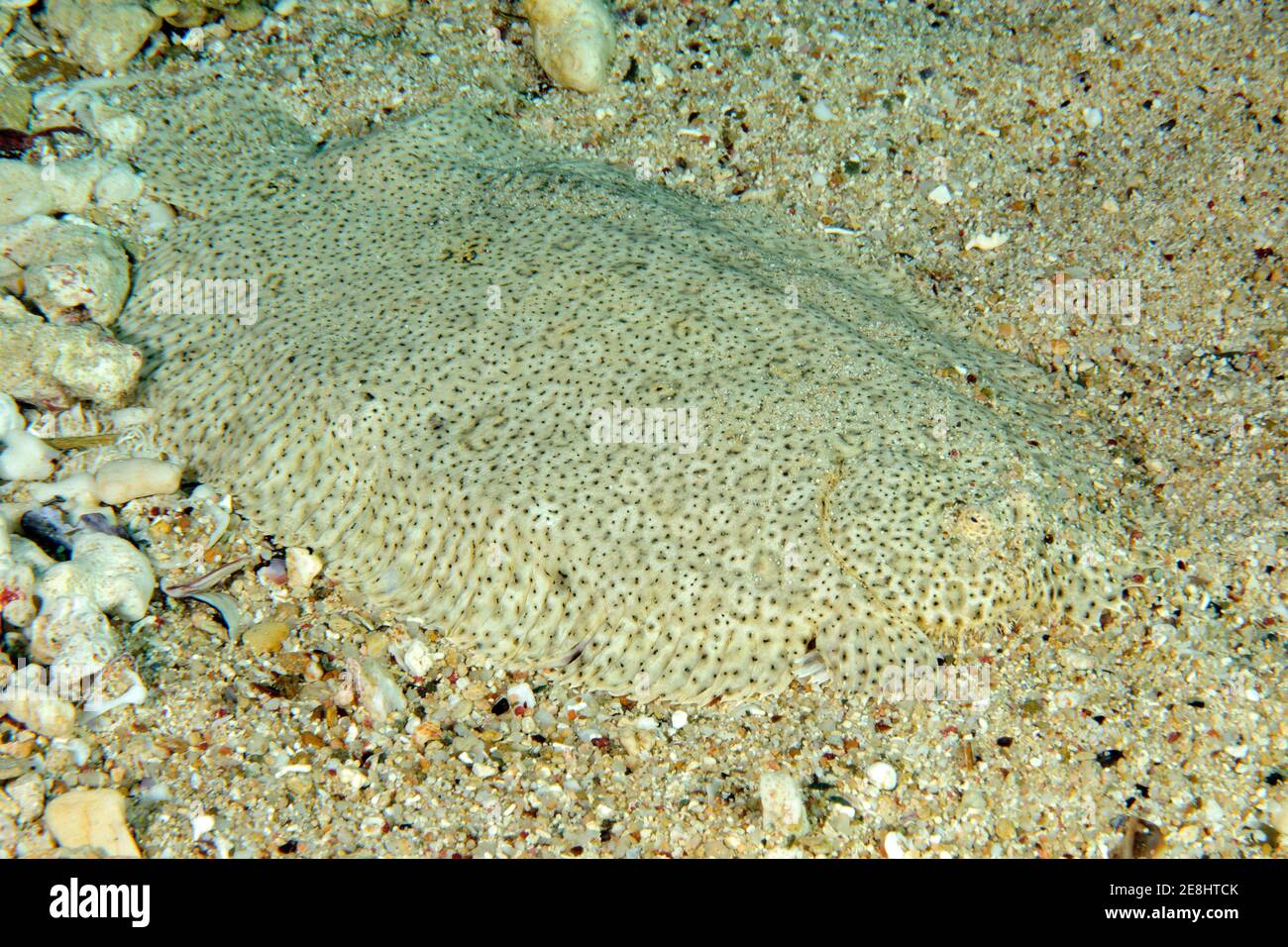 Leopard flounder (Bothus pantherinus), Red Sea, Jordan, Egypt Stock Photo