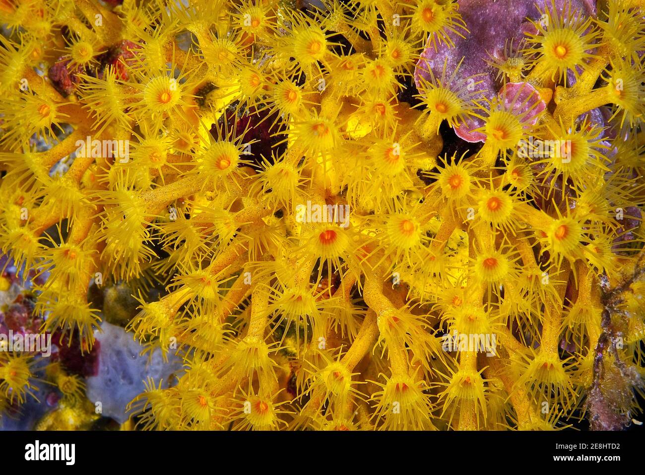 Polyps of yellow crustose anemones (Parazoanthus axinellae), Mediterranean Sea Stock Photo