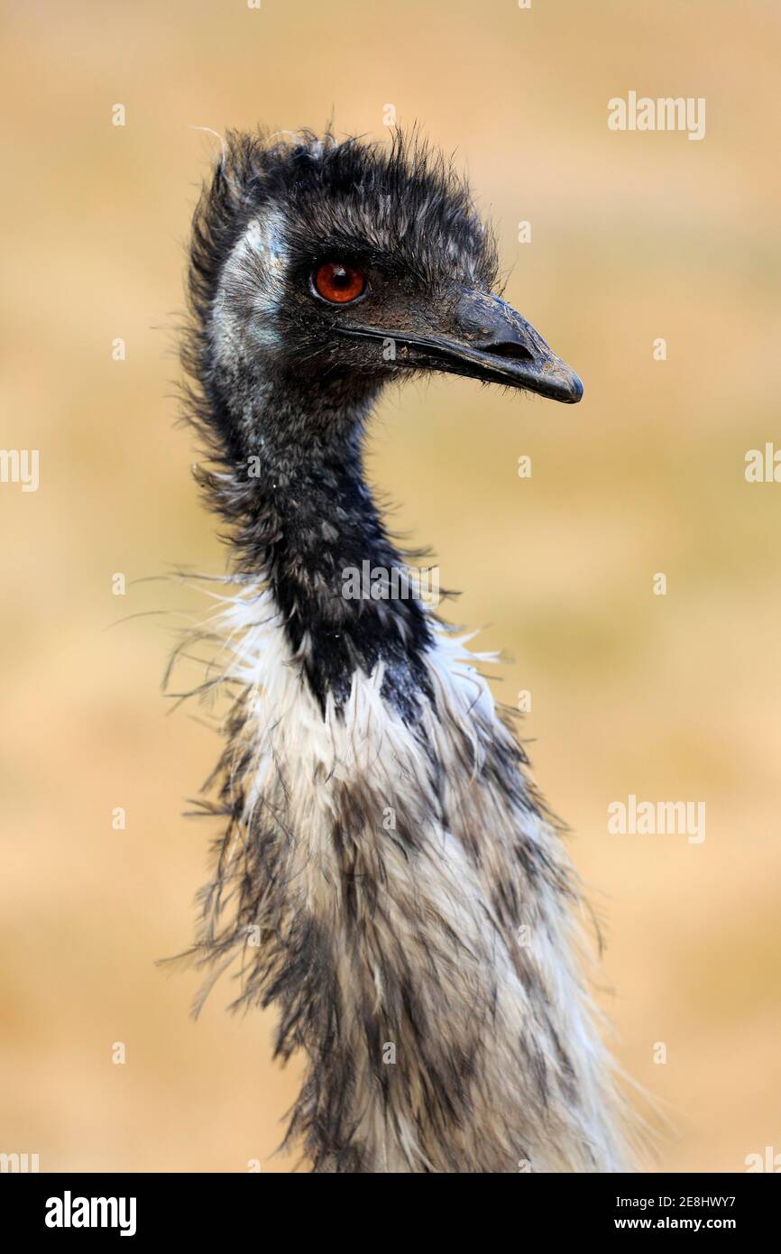 Emu (Dromaius novaehollandiae), adult, portrait, Kangaroo Island
