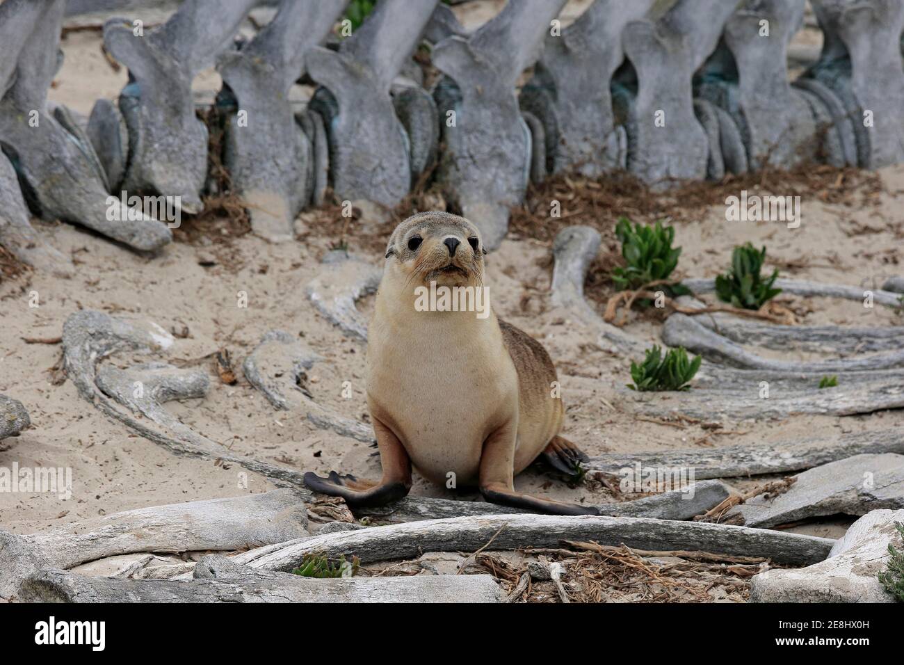 Australian sea lion (Neophoca cinerea), juvenile on beach between whale
