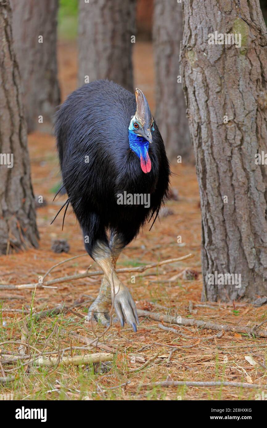 Doublewattled cassowary (Casuarius casuarius), adult, running